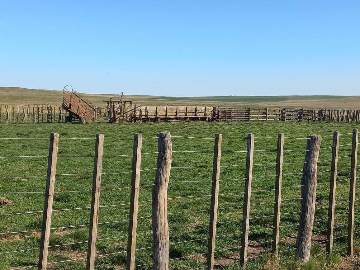 Campo 800 Hectareas